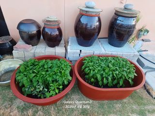 전진규.해돋이님의 자유주제 · 자유게시판 작성글 사진