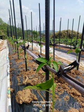 전진규.해돋이님의 자유주제 · 자유게시판 작성글 사진
