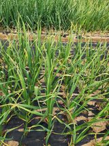 팜모닝 자유주제·자유게시판 게시글 이미지