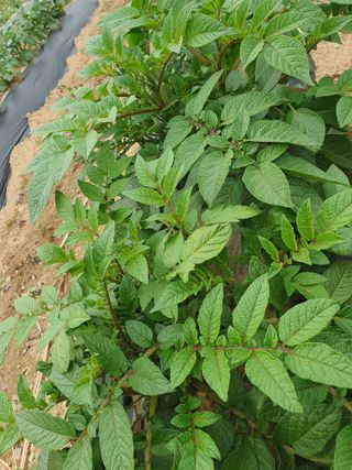 주옥님의 자유주제 · 자유게시판 작성글 사진