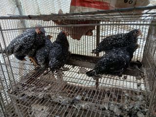 김영복님의 작성글 사진