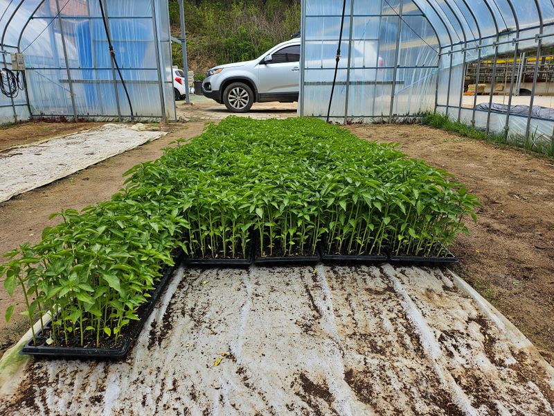 최경식님의 장터 판매 상품 [고추모 72구 팝니다] 첨부 사진