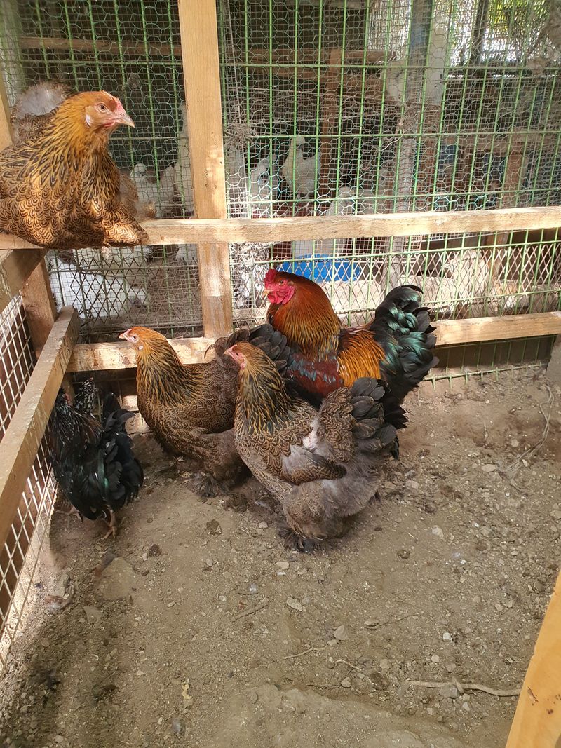 장터 상품 [관상용닭 일반닭] 썸네일