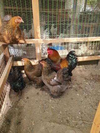 김영복님의 작성글 사진