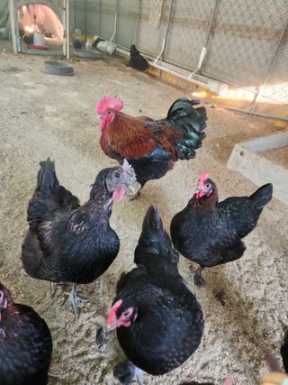 김영복님의 작성글 사진