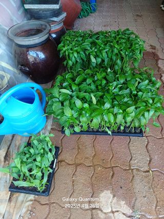 전진규.해돋이님의 자유주제 · 자유게시판 작성글 사진