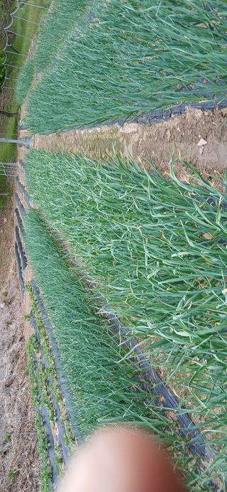 고독한 하이에나님의 자유주제 · 자유게시판 작성글 사진