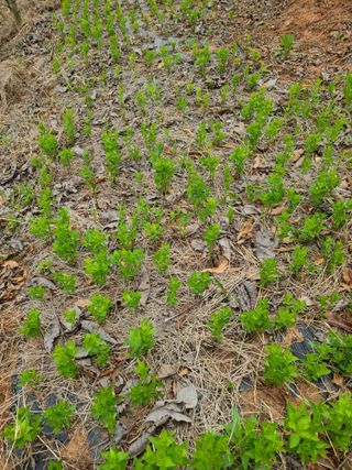 은혜농원(사과농사)님의 자유주제 · 자유게시판 작성글 사진