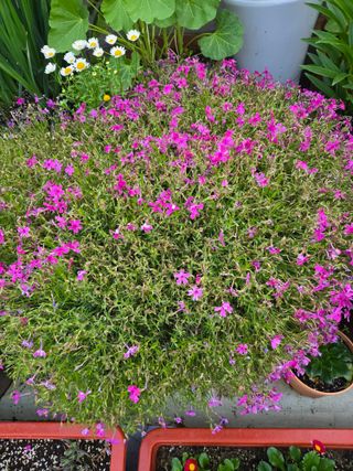 자연인님의 자유주제 · 자유게시판 작성글 사진