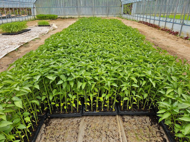 최경식님의 장터 판매 상품 [고추모 72구 팝니다] 첨부 사진