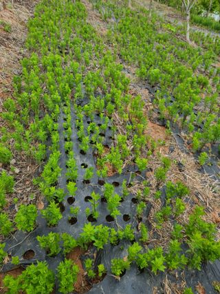 은혜농원(사과농사)님의 자유주제 · 자유게시판 작성글 사진