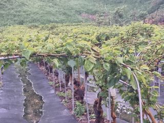 정영기대산축산농부♡님의 자유주제 · 자유게시판 작성글 사진