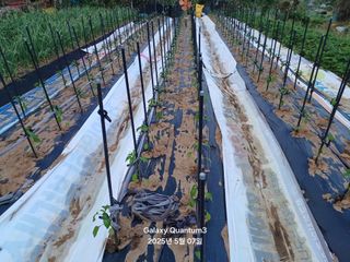 전진규.해돋이님의 자유주제 · 자유게시판 작성글 사진