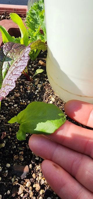 김선례님의 농사, 무엇이든 물어보세요! · 참여글 작성글 사진