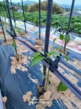 팜모닝 자유주제·자유게시판 게시글 이미지