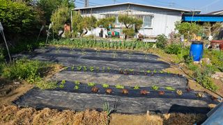 삼례텃밭지기님의 자유주제 · 자유게시판 작성글 사진