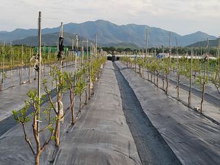 이동엽(양지팜)님의 자유주제 · 자유게시판 작성글 사진