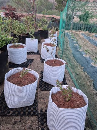 다락뜰농원님의 블루베리 · 영농일지 작성글 사진