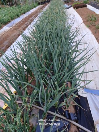 전진규.해돋이님의 자유주제 · 자유게시판 작성글 사진