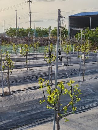 이동엽(양지팜)님의 자유주제 · 자유게시판 작성글 사진