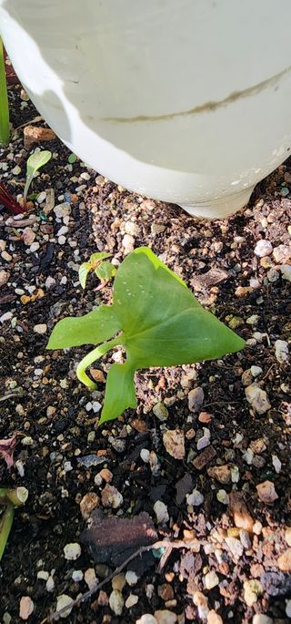 김선례님의 농사, 무엇이든 물어보세요! · 참여글 작성글 사진