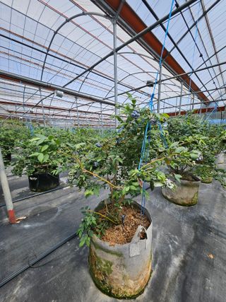 제주 지안이네농장님의 자유주제 · 자유게시판 작성글 사진