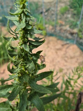 담디농원님의 자유주제 · 자유게시판 작성글 사진