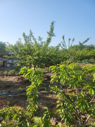 두릅나무님의 자유주제 · 자유게시판 작성글 사진