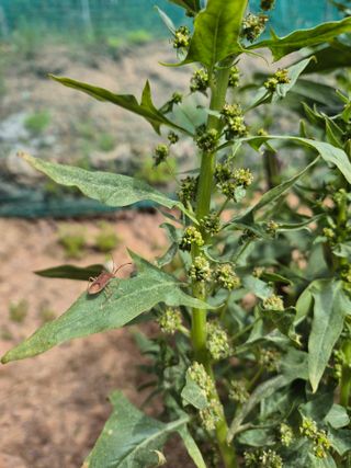 담디농원님의 자유주제 · 자유게시판 작성글 사진