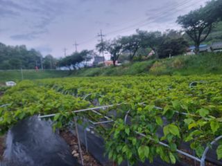 정영기대산축산농부♡님의 자유주제 · 자유게시판 작성글 사진