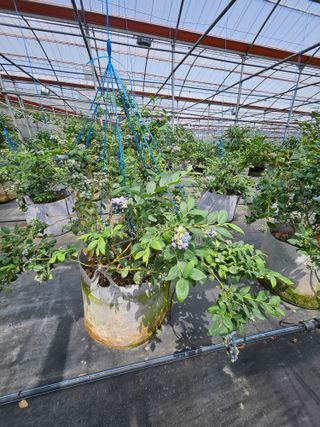 제주 지안이네농장님의 자유주제 · 자유게시판 작성글 사진