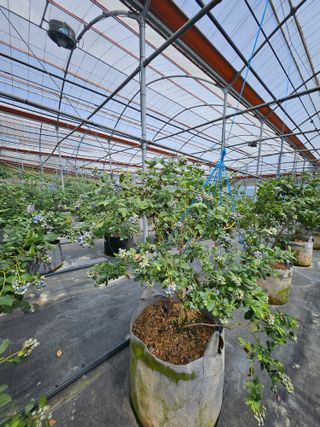 제주 지안이네농장님의 자유주제 · 자유게시판 작성글 사진