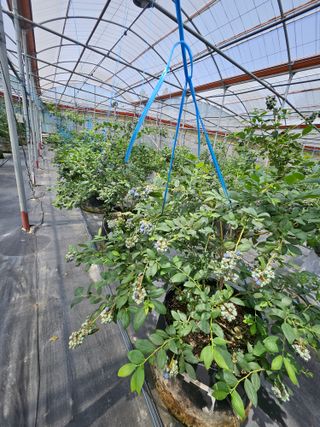 제주 지안이네농장님의 자유주제 · 자유게시판 작성글 사진