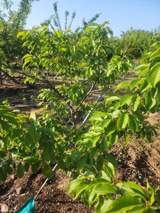 두릅나무님의 자유주제 · 자유게시판 작성글 사진