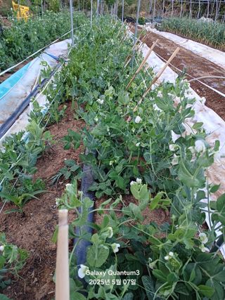 전진규.해돋이님의 자유주제 · 자유게시판 작성글 사진