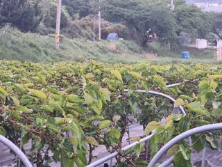 정영기대산축산농부♡님의 자유주제 · 자유게시판 작성글 사진