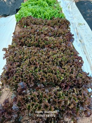 전진규.해돋이님의 자유주제 · 자유게시판 작성글 사진