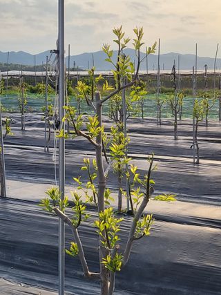 이동엽(양지팜)님의 자유주제 · 자유게시판 작성글 사진