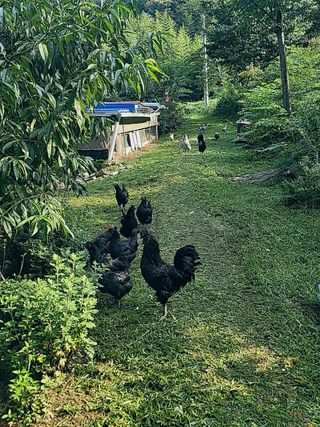 김영복님의 자유주제 · 자유게시판 작성글 사진