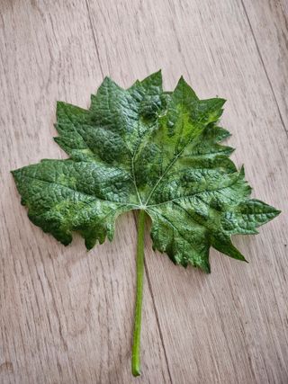 박순귀님의 농사, 무엇이든 물어보세요! · 참여글 작성글 사진