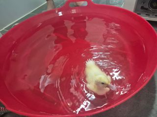 양평동물농장님의 자유주제 · 자유게시판 작성글 사진