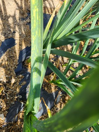 텃밭입문님의 농사, 무엇이든 물어보세요! · 참여글 작성글 사진