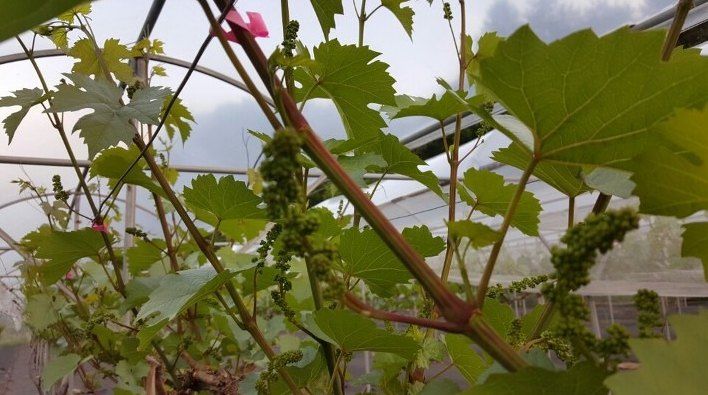 김영일님의 장터 판매 상품 [산머루 묘목 삽목1년생] 첨부 사진