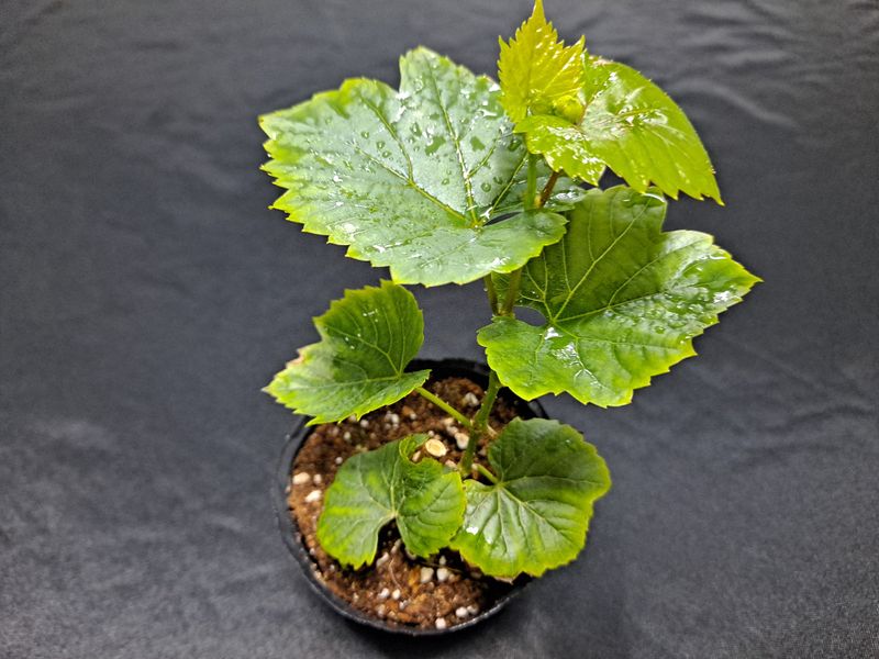 장터 상품 [산머루 묘목 삽목1년생] 썸네일