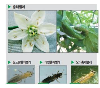 대산농사대장님의 고추 · 비료•농약 작성글 사진