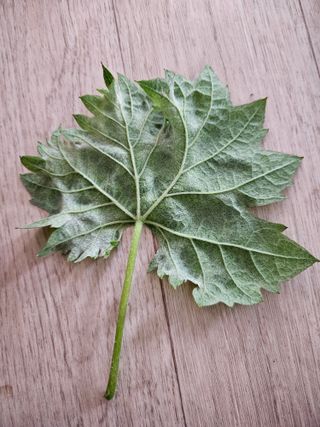 박순귀님의 농사, 무엇이든 물어보세요! · 참여글 작성글 사진