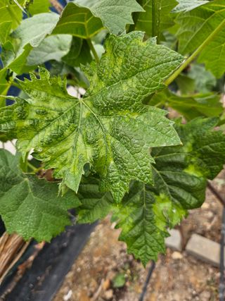 박순귀님의 농사, 무엇이든 물어보세요! · 참여글 작성글 사진