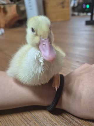 양평동물농장님의 자유주제 · 자유게시판 작성글 사진