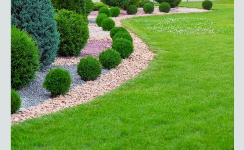 이선미님의 장터 판매 상품 [데니카 묘목 50주] 첨부 사진