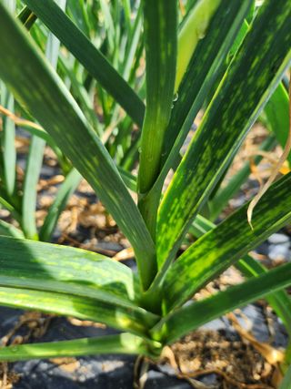 텃밭입문님의 농사, 무엇이든 물어보세요! · 참여글 작성글 사진